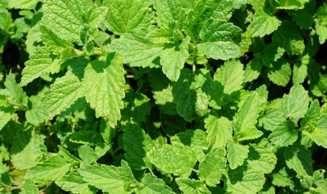 peppermint, plant, nature, tea, drink, summer, garden, kitchen, cosmetics, active ingredient, yummy, ingredient, mint, leaves, herbs, aroma, perfume, spring, fragrance, spa, beauty, beautiful, cellular