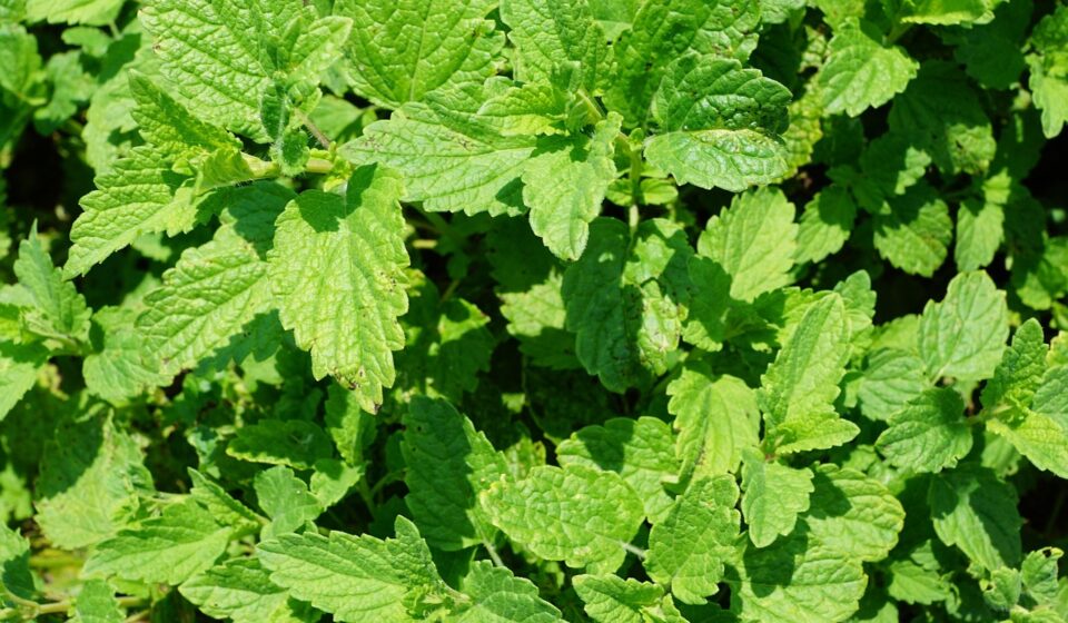 peppermint, plant, nature, tea, drink, summer, garden, kitchen, cosmetics, active ingredient, yummy, ingredient, mint, leaves, herbs, aroma, perfume, spring, fragrance, spa, beauty, beautiful, cellular