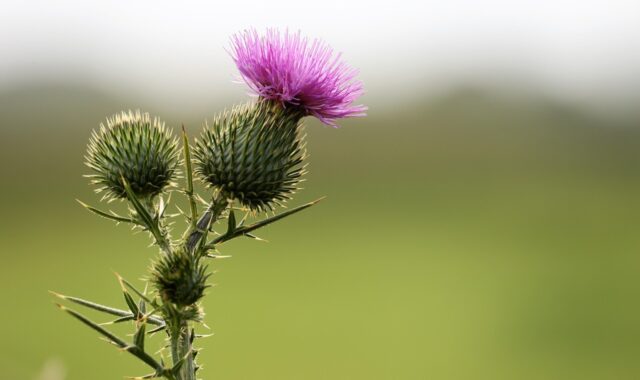 burdock, arctium lappa, plant, flora, herb, wild, healthy, medical usage, blossom, bloom, nature, outdoor, burdock, burdock, burdock, burdock, burdock, arctium lappa