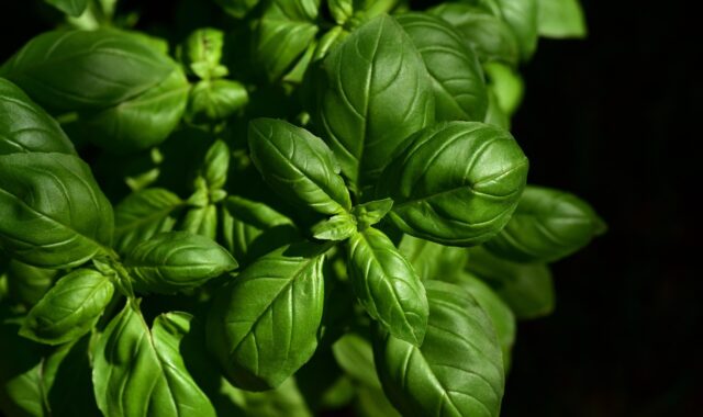 basil, herb, ingredient, leaves, aromatic, taste, culinary herbs, seasoning, kitchen, italy, italian cooking, nature, garden, fresh, growth
