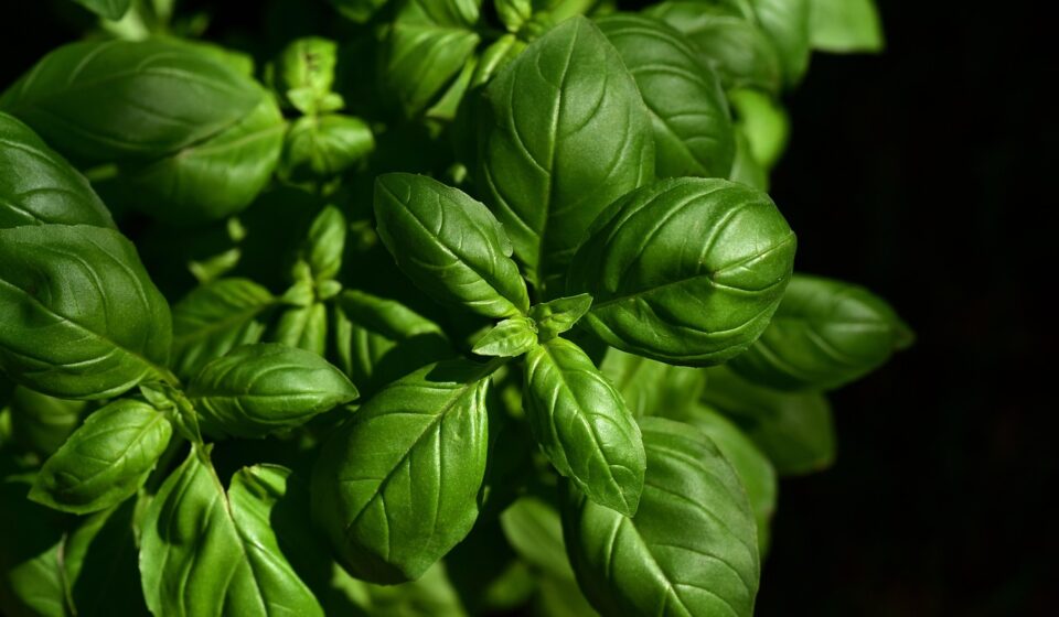 basil, herb, ingredient, leaves, aromatic, taste, culinary herbs, seasoning, kitchen, italy, italian cooking, nature, garden, fresh, growth