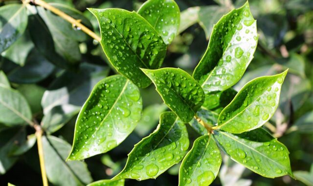 leaf, nature, bio, organic, vegan, herb, plant, trees, green, fall, macro, drops of rain, summer, branches, landscape, leaves, healthy, cosmetics, cellular, cell, water, spring, fragrance, aroma, perfume, active ingredient, spa, beauty, beautiful