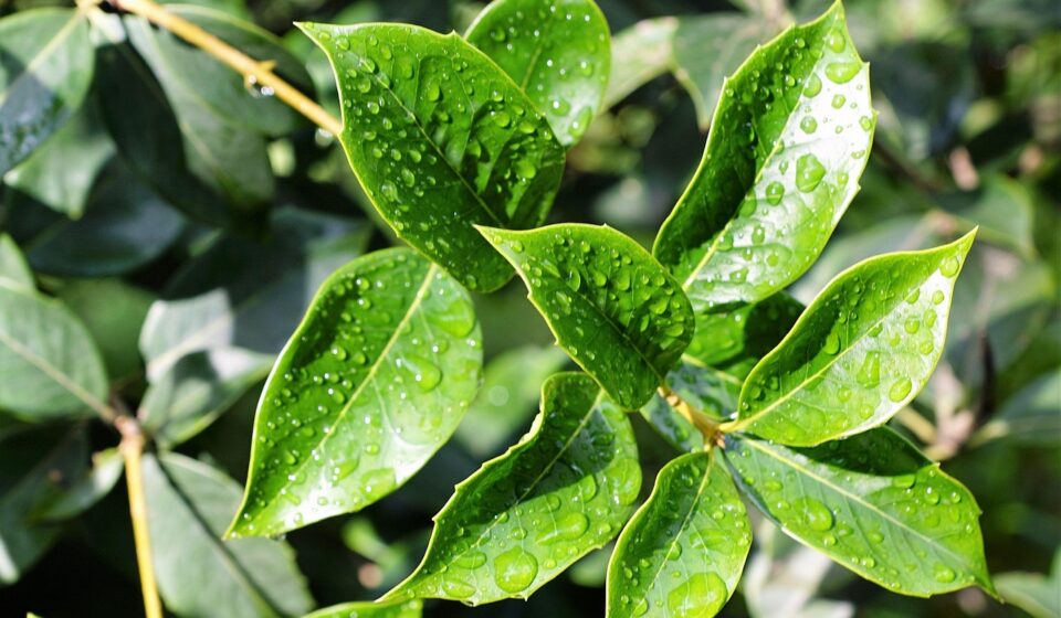 leaf, nature, bio, organic, vegan, herb, plant, trees, green, fall, macro, drops of rain, summer, branches, landscape, leaves, healthy, cosmetics, cellular, cell, water, spring, fragrance, aroma, perfume, active ingredient, spa, beauty, beautiful
