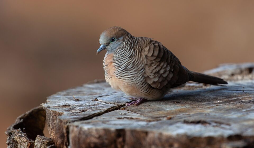 mauritian zebra dove, zebra dove, barred ground dove, mauritius, dove, bird, geopelia striata, small bird, animal, avian, nature, wildlife, plumage, songbird, feather, feathers