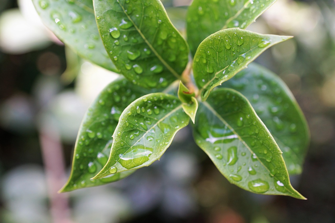 leaf, nature, bio, organic, vegan, herb, plant, trees, green, fall, macro, drops of rain, summer, branches, landscape, leaves, healthy, cosmetics, cellular, cell, water, spring, fragrance, aroma, perfume, active ingredient, spa, beauty, beautiful