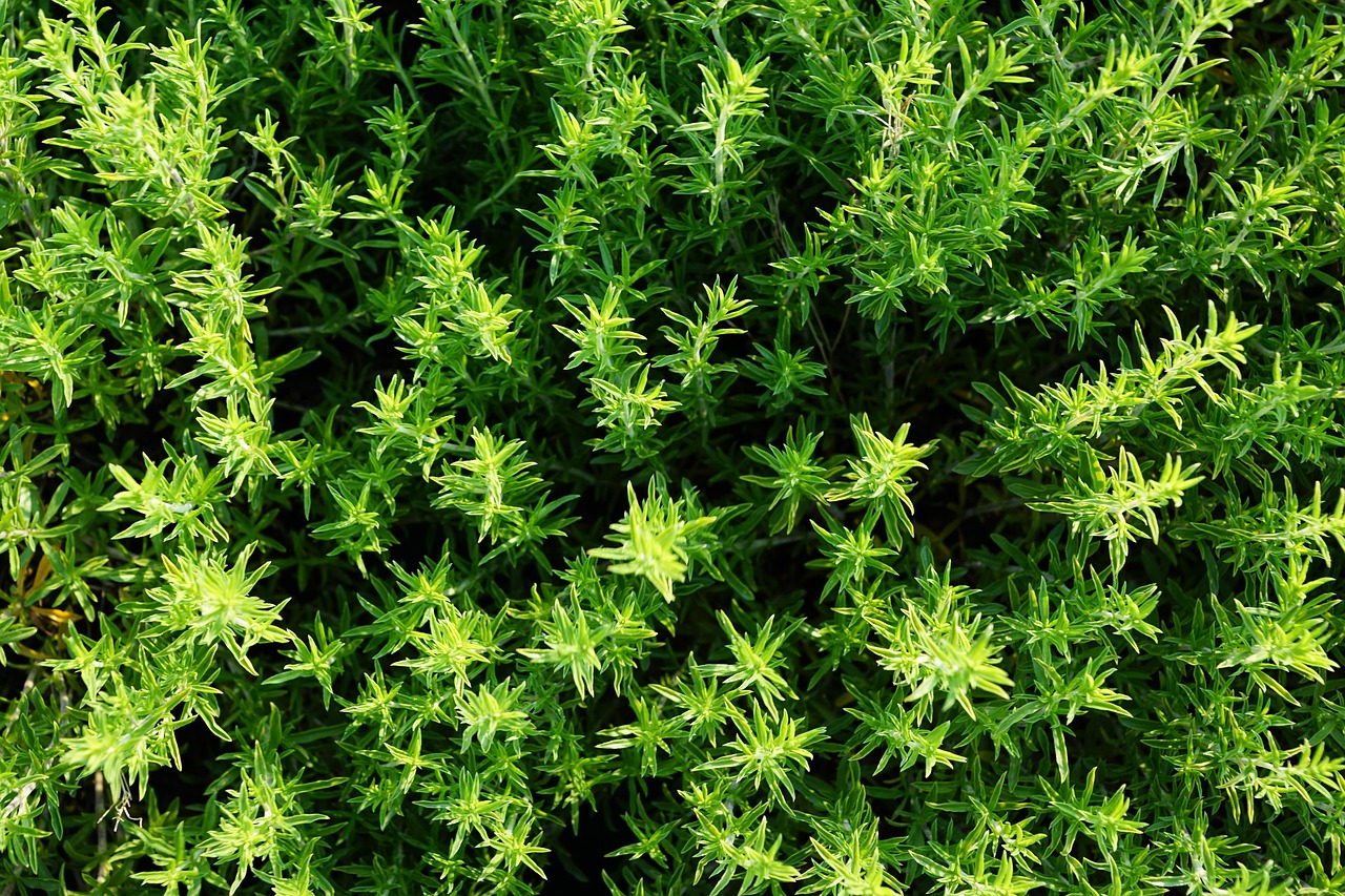 thyme, summer, herb, nature, garden, plant, blossom, bloom, meadow, aromatic herbs, close up, nourishment, vitamin, vital substances, spring, fragrance, aroma, perfume, active ingredient, cosmetics, spa, beauty, beautiful, cellular, thyme, thyme, thyme, thyme, thyme