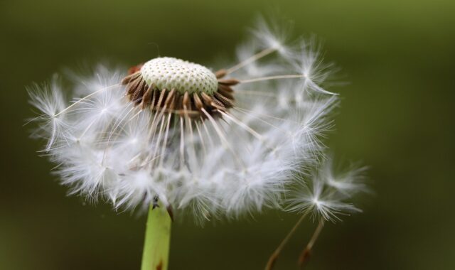 dandelion, seeds, flying seeds, fruit stand, taraxacum, ordinary, plant, nature