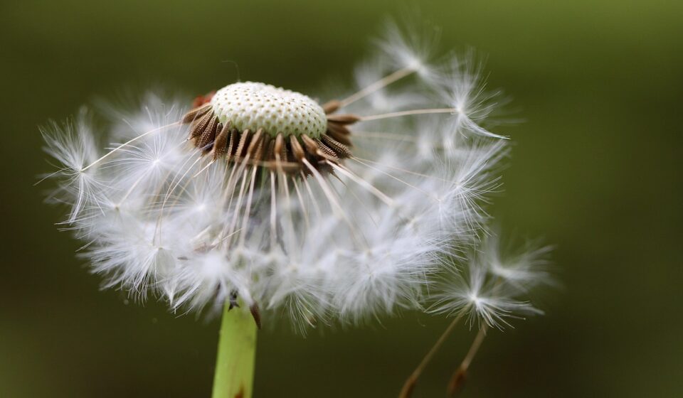 dandelion, seeds, flying seeds, fruit stand, taraxacum, ordinary, plant, nature