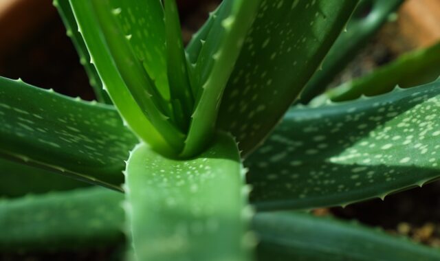aloe vera plants, green, nature, leaf, environment, botany
