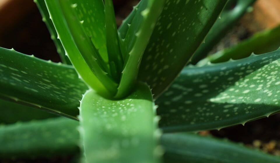aloe vera plants, green, nature, leaf, environment, botany