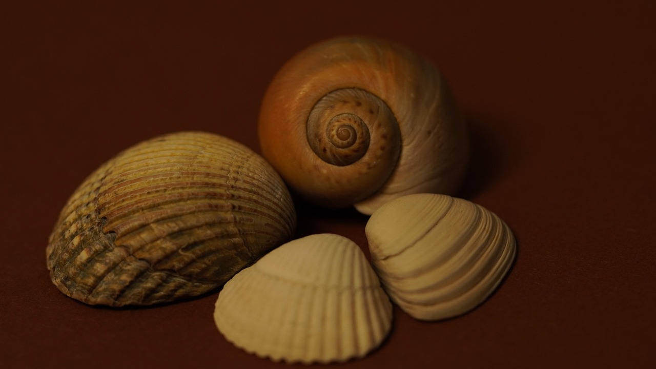 shell, wallpaper 4k, 4k wallpaper, shellfish, free wallpaper, spiral, wallpaper hd, free background, casing, laptop wallpaper, windows wallpaper, animals, beautiful wallpaper, beauty, mac wallpaper, template, texture, desktop backgrounds, hd wallpaper, cool backgrounds, full hd wallpaper, surface, structure, nature, 4k wallpaper 1920x1080, background