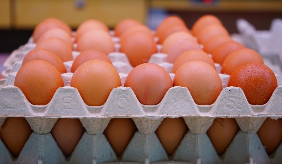 eggs, chicken eggs, egg carton, egg packaging, egg box, plate shape, stacked, eggs, eggs, eggs, eggs, eggs, egg carton, egg box