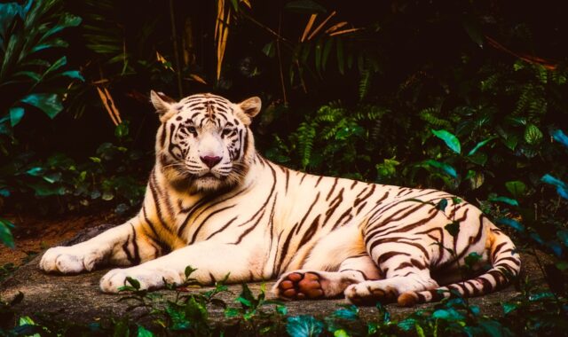 tiger, albino, rare, wildlife, predator, animal, beautiful, nature, outdoors, tiger, tiger, albino, rare, rare, rare, rare, rare