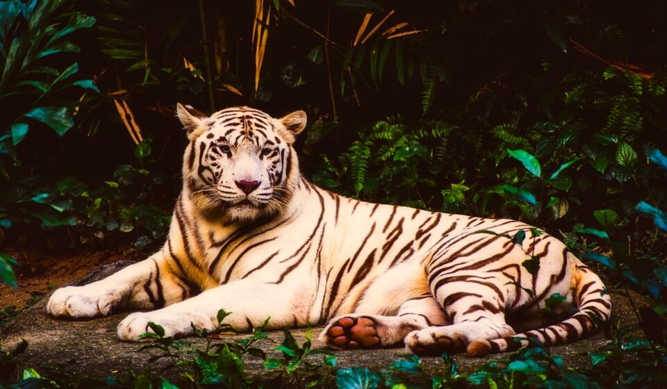 tiger, albino, rare, wildlife, predator, animal, beautiful, nature, outdoors, tiger, tiger, albino, rare, rare, rare, rare, rare
