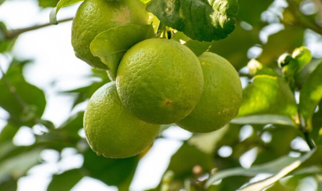 fruits, citrus, citrus fruits, leaves, green leaves, harvest, produce, organic, fresh, plants, citric, food, nature, juicy, acid, healthy, ingredient, sour, lime, juice