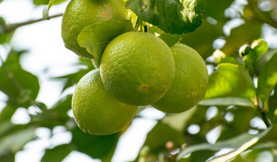 fruits, citrus, citrus fruits, leaves, green leaves, harvest, produce, organic, fresh, plants, citric, food, nature, juicy, acid, healthy, ingredient, sour, lime, juice