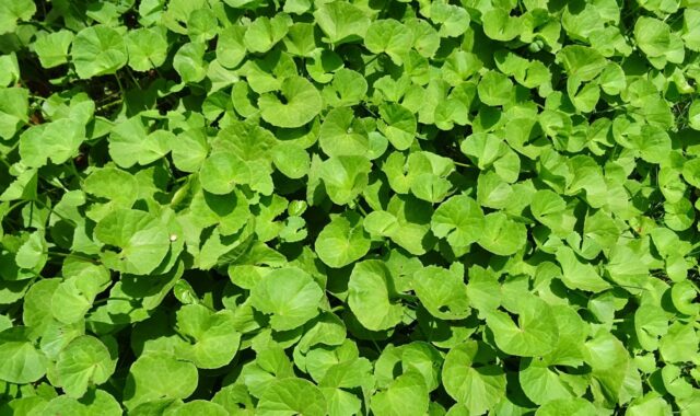 plant, herb, medicinal, indian pennywort, coinwort, indian water navelwort, pennyweed, spadeleaf, ayurveda, ayurvedic, brahmamanduki, thanakuni, brahmi, thalkudi, khadabrahmi, khulakhudi, manduki, brahmi soppu, gadde baraga, saraswati soppu, ekpani, brahmabuti, mandukaparnni, mula parnni, sarasbati, soma-balli, nature, srabani, bhandi, centella asiatica, apiaceae, centella hirtella, hydrocotyle asiatica, hydrocotyle reniformis, health, medicine, traditional, alternative, natural, therapeutic, green health, green medicine