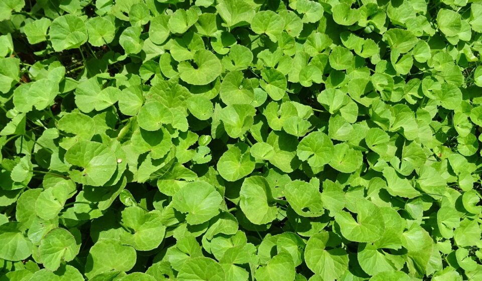 plant, herb, medicinal, indian pennywort, coinwort, indian water navelwort, pennyweed, spadeleaf, ayurveda, ayurvedic, brahmamanduki, thanakuni, brahmi, thalkudi, khadabrahmi, khulakhudi, manduki, brahmi soppu, gadde baraga, saraswati soppu, ekpani, brahmabuti, mandukaparnni, mula parnni, sarasbati, soma-balli, nature, srabani, bhandi, centella asiatica, apiaceae, centella hirtella, hydrocotyle asiatica, hydrocotyle reniformis, health, medicine, traditional, alternative, natural, therapeutic, green health, green medicine