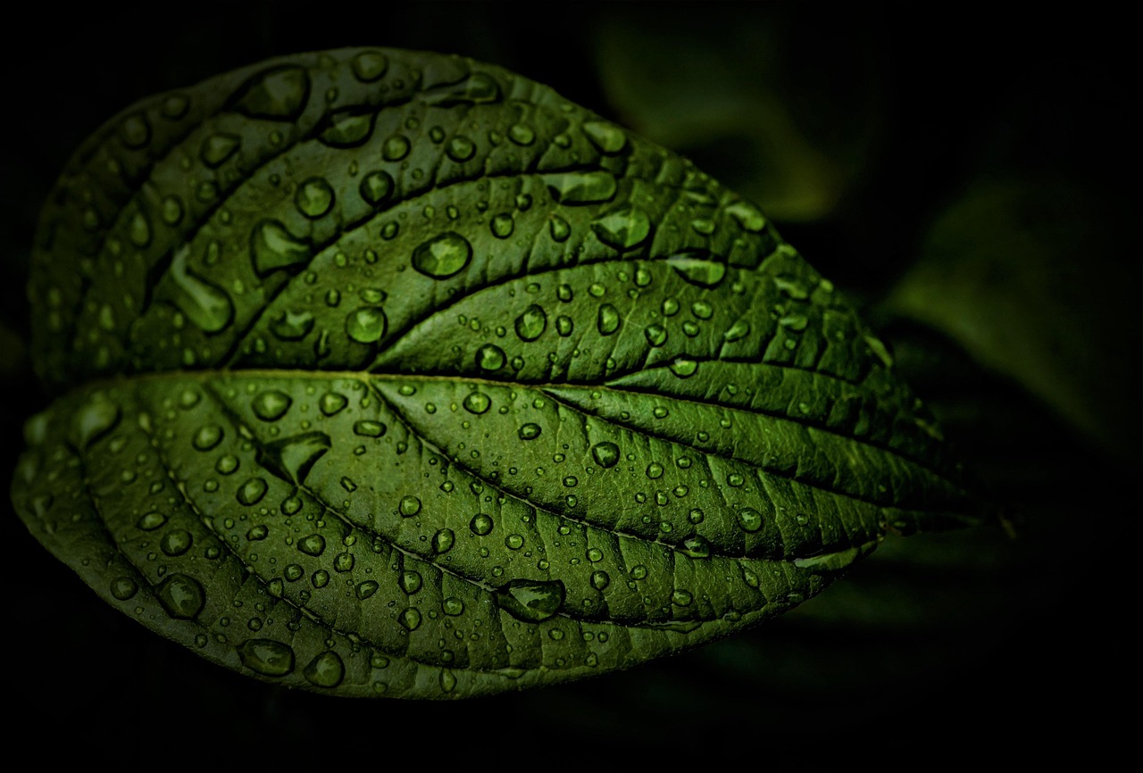leaf, rain, weather, desktop backgrounds, free background, rainy weather, windows wallpaper, wallpaper hd, full hd wallpaper, wet, water, beautiful wallpaper, summer, season, free wallpaper, thunderstorm, mac wallpaper, background, nature, 4k wallpaper 1920x1080, beauty, laptop wallpaper, chaos, surface tension, raindrop, waterdrop, 4k wallpaper, wallpaper 4k, template, structure, cool backgrounds, chlorophyll, veins, dark, black, green, hd wallpaper, emotions, hope