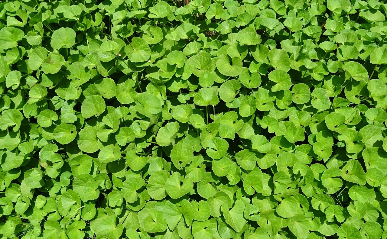 plant, herb, medicinal, indian pennywort, coinwort, indian water navelwort, pennyweed, spadeleaf, ayurveda, ayurvedic, brahmamanduki, thanakuni, brahmi, thalkudi, khadabrahmi, khulakhudi, manduki, brahmi soppu, gadde baraga, saraswati soppu, ekpani, brahmabuti, mandukaparnni, mula parnni, sarasbati, soma-balli, srabani, bhandi, centella asiatica, apiaceae, centella hirtella, hydrocotyle asiatica, hydrocotyle reniformis, health, medicine, traditional, alternative, natural, nature, therapeutic, green health, green medicine