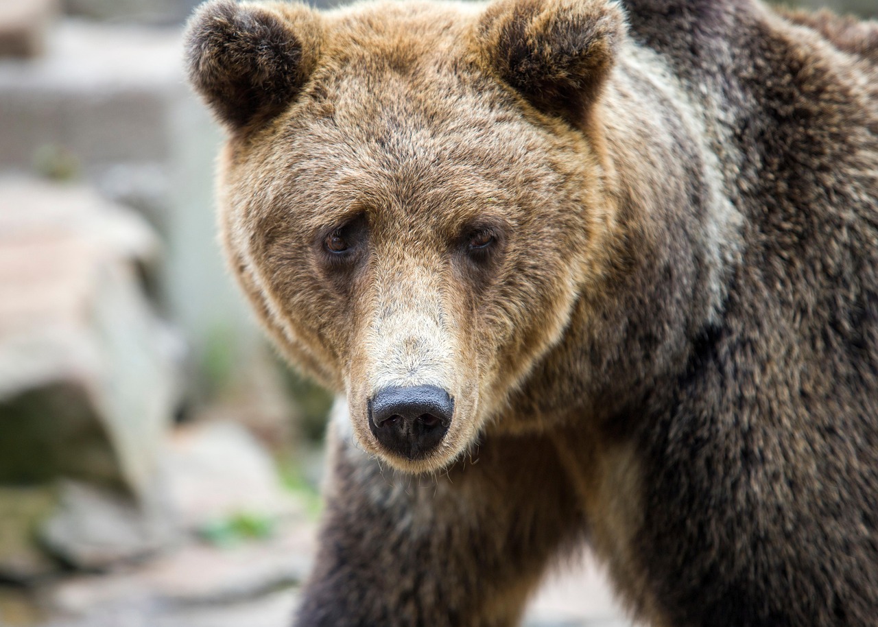 bear, brown, european, forest, predator, mammal, wool, male, nature, proud, rare, national, natural park, zoo, animal, photography, animal photography