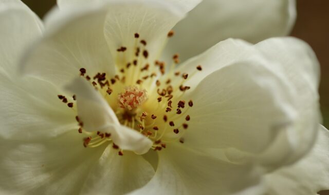 rose, rose blossom, stamens, pistils, petals, white, blossom, bloom, rose flower, nature, romantic, beauty, garden, bloom, close up, romance