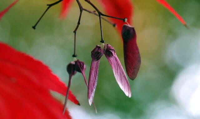 maple, seeds, fall, autumn, samara, maple seeds, maple keys, branch, maple tree, tree, plant, nature, closeup, maple, seeds, seeds, seeds, autumn, autumn, autumn, samara, samara, samara, samara, samara, maple seeds, maple seeds, maple tree, nature, nature