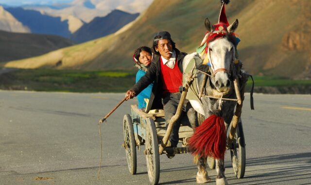 horse drawn carriage, transportation, couple, coach, people, indigenous, ethnic, tibet, nature, landscape, horse, whip, traditionally, culture, nepal